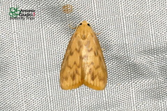 Barsaurea phaeoxanthia