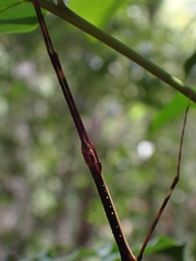 Candovia annulata