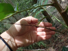 Candovia annulata