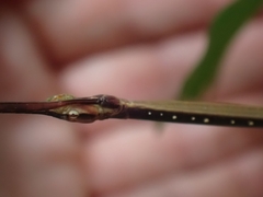 Candovia annulata