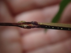 Candovia annulata