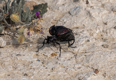 Megetra
