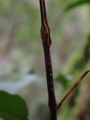 Candovia annulata