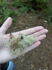 Usnea barbata