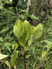 Erythroxylum coca