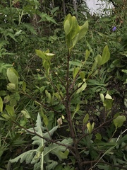 Erythroxylum coca