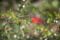 Calliandra tergemina