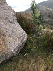 Rytidosperma gracile