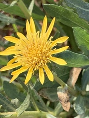 Grindelia camporum