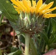 Grindelia camporum