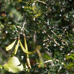 Calliandra tergemina