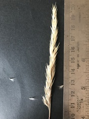 Rytidosperma gracile