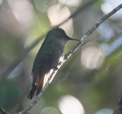 Orthorhyncus cristatus