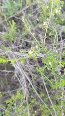 Galium angustifolium