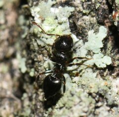 Crematogaster ashmeadi