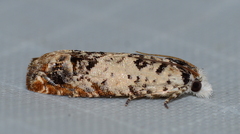 Eucosma ornatula