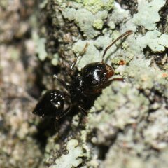 Crematogaster ashmeadi