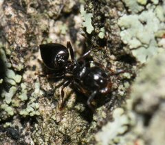 Crematogaster ashmeadi