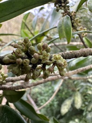 Myrsine seguinii