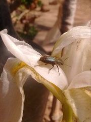 Astylus quadrilineatus