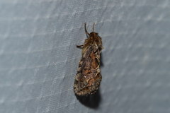 Korscheltellus gracilis