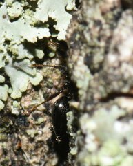 Crematogaster ashmeadi