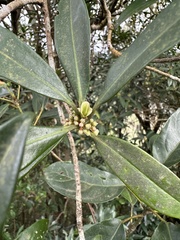 Myrsine seguinii