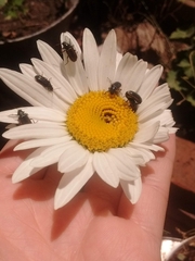 Astylus quadrilineatus