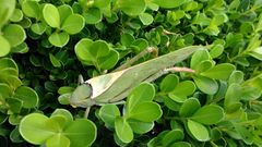 Stilpnochlora azteca