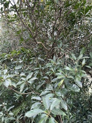 Myrsine seguinii