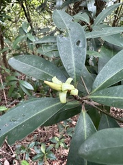Myrsine seguinii