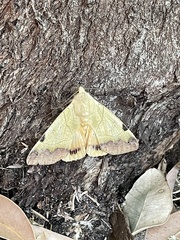 Ophiusa tirhaca