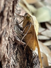 Ophiusa tirhaca