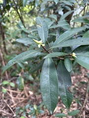 Myrsine seguinii