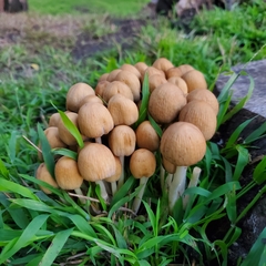 Micacei