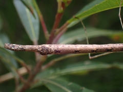 Candovia strumosa