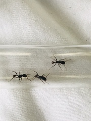 Pogonomyrmex striatinodus