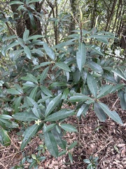 Myrsine seguinii