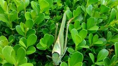 Stilpnochlora azteca