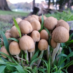 Micacei