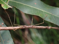 Candovia strumosa