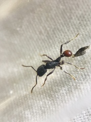 Pogonomyrmex striatinodus
