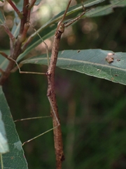 Candovia strumosa