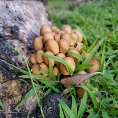 Micacei