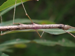 Candovia strumosa
