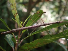 Candovia strumosa