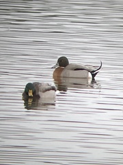 Anas platyrhynchos × acuta