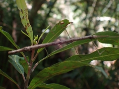 Candovia strumosa