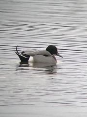 Anas platyrhynchos × acuta