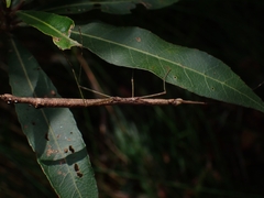 Candovia strumosa